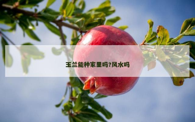 玉兰能种家里吗?风水吗