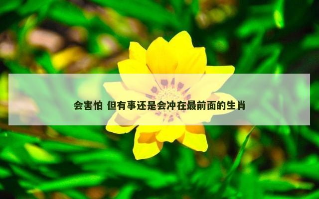 会害怕 但有事还是会冲在最前面的生肖