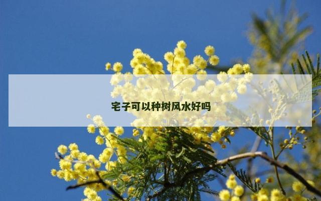 宅子可以种树风水好吗