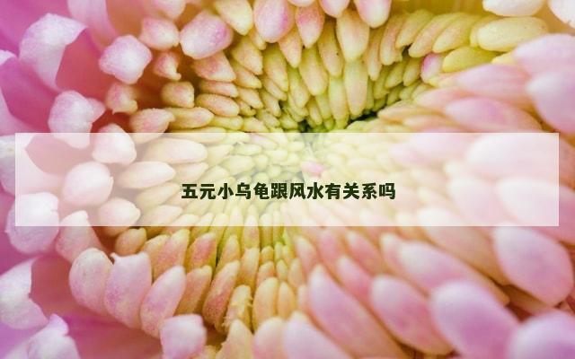 五元小乌龟跟风水有关系吗