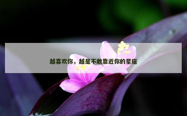 越喜欢你，越是不敢靠近你的星座