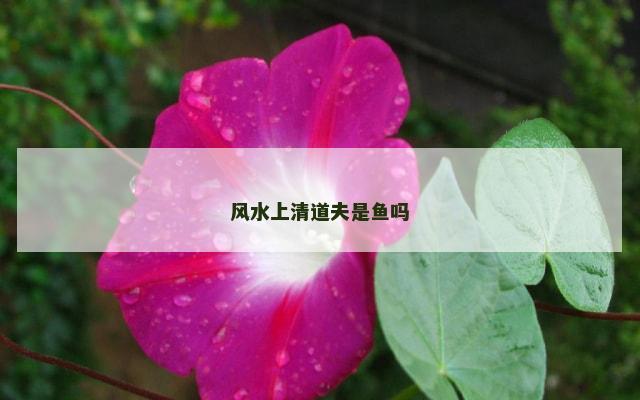 风水上清道夫是鱼吗