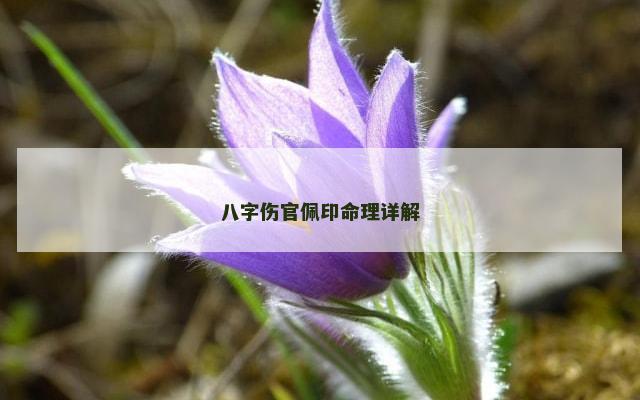 八字伤官佩印命理详解