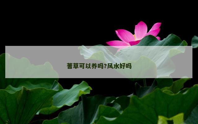 蓍草可以养吗?风水好吗