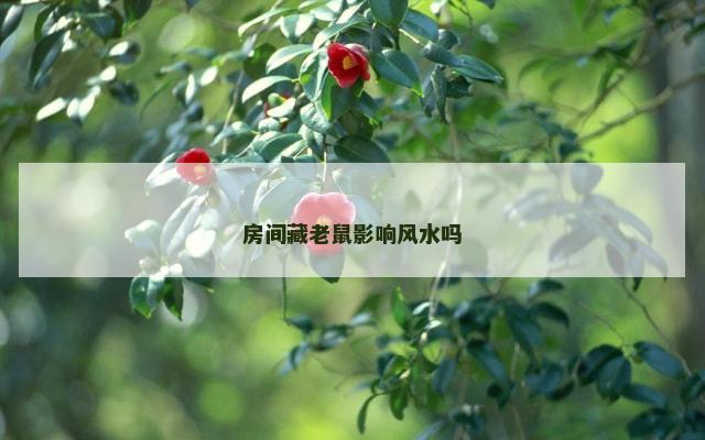 房间藏老鼠影响风水吗