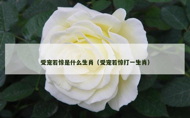 受宠若惊是什么生肖（受宠若惊打一生肖）