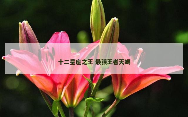 十二星座之王 最强王者天蝎