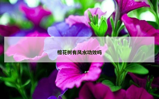 榕花树有风水功效吗