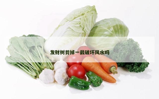发财树剪掉一截破坏风水吗