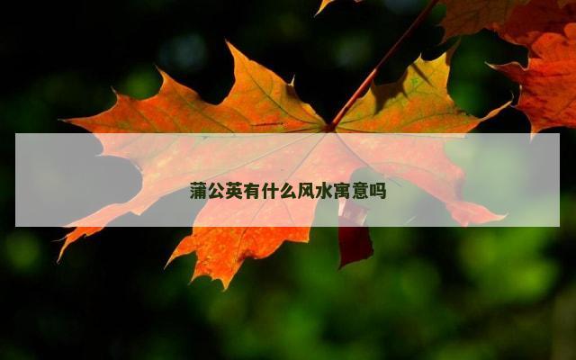 蒲公英有什么风水寓意吗