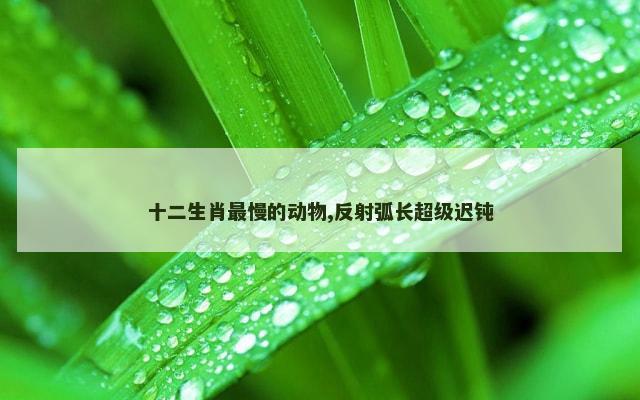 十二生肖最慢的动物,反射弧长超级迟钝