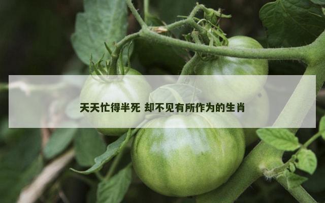 天天忙得半死 却不见有所作为的生肖