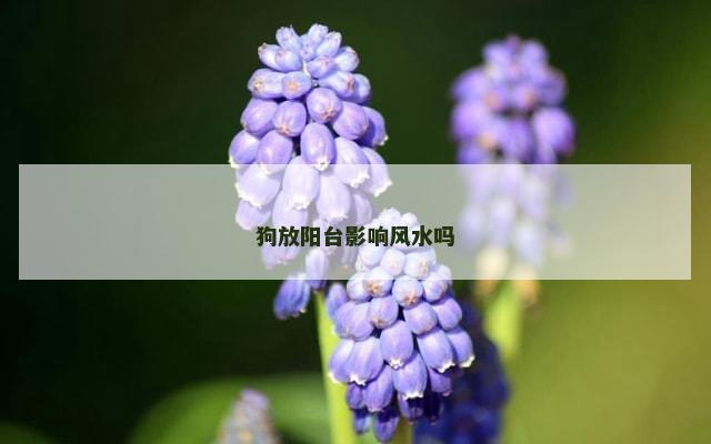 狗放阳台影响风水吗