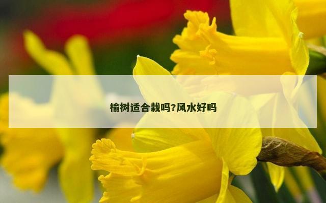 榆树适合栽吗?风水好吗