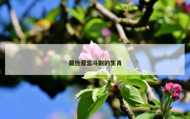 最热爱宫斗剧的生肖