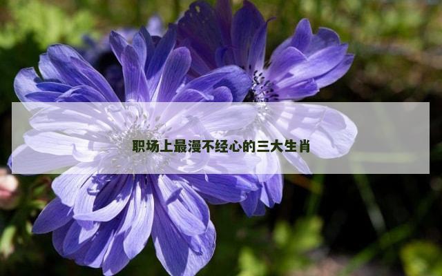 职场上最漫不经心的三大生肖