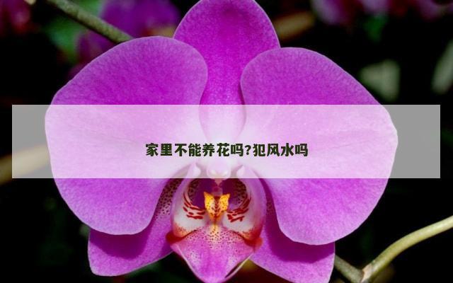 家里不能养花吗?犯风水吗