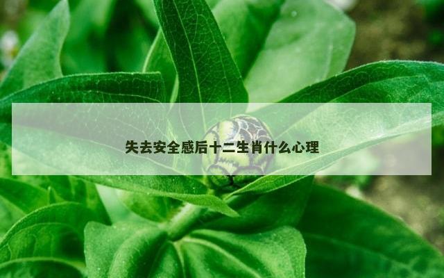 失去安全感后十二生肖什么心理
