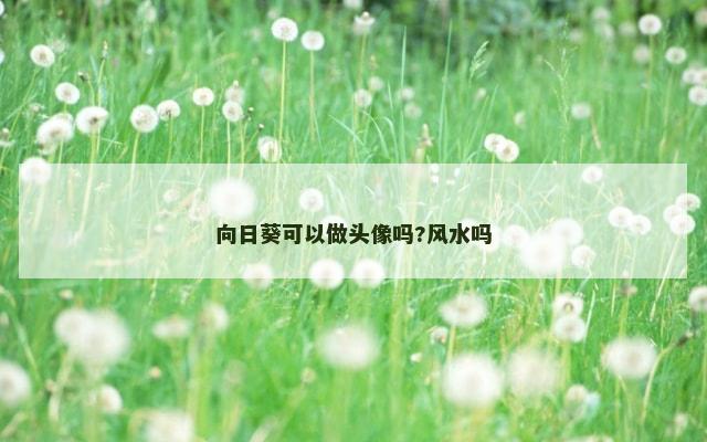 向日葵可以做头像吗?风水吗