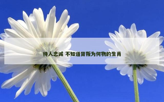 待人忠诚 不知道背叛为何物的生肖