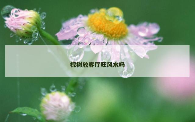 棕树放客厅旺风水吗