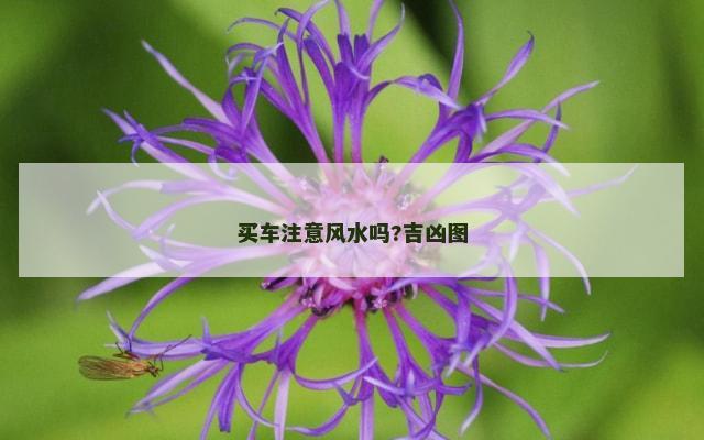 买车注意风水吗?吉凶图