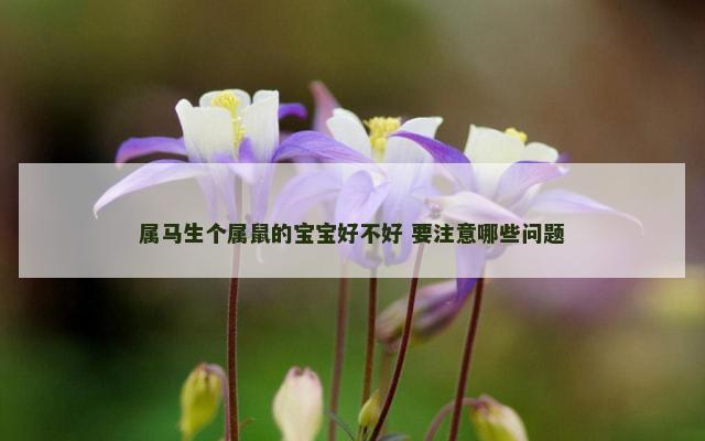 属马生个属鼠的宝宝好不好 要注意哪些问题