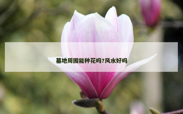 墓地周围能种花吗?风水好吗