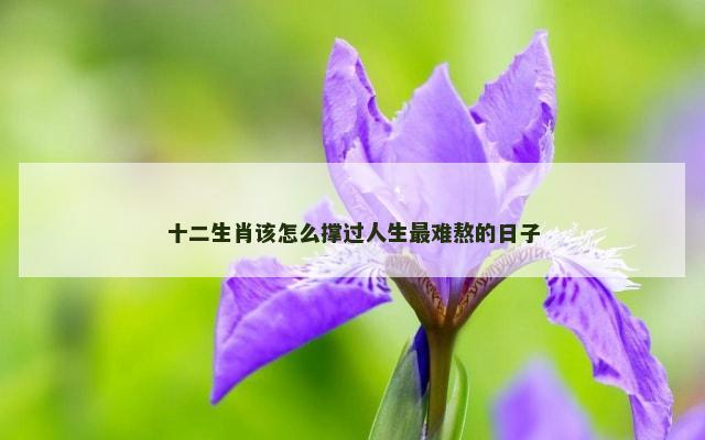 十二生肖该怎么撑过人生最难熬的日子