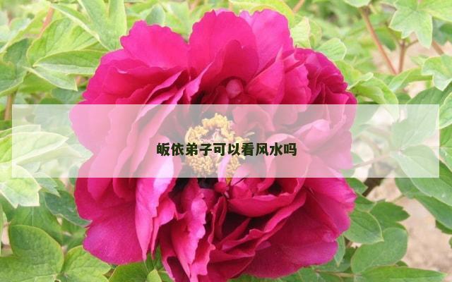 皈依弟子可以看风水吗