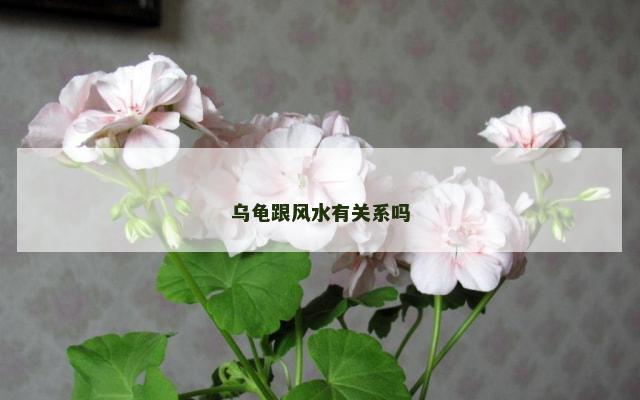 乌龟跟风水有关系吗