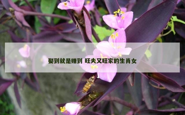 娶到就是赚到 旺夫又旺家的生肖女