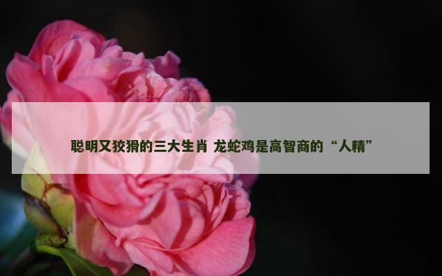 聪明又狡猾的三大生肖 龙蛇鸡是高智商的“人精”