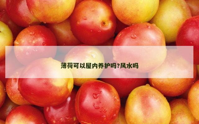 薄荷可以屋内养护吗?风水吗