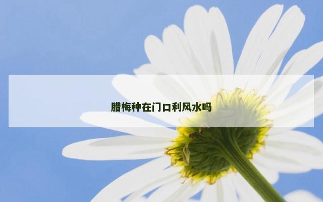腊梅种在门口利风水吗