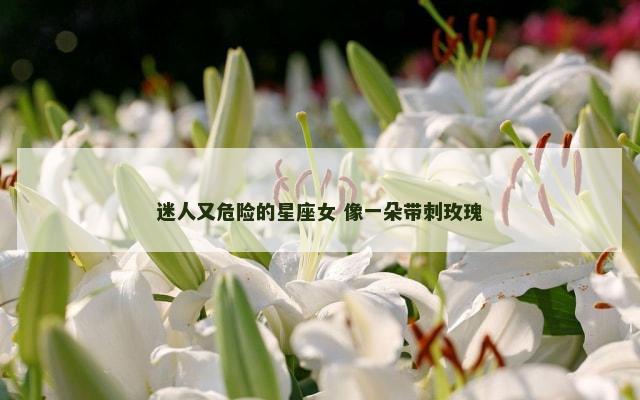 迷人又危险的星座女 像一朵带刺玫瑰