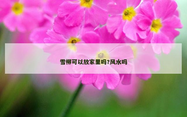 雪柳可以放家里吗?风水吗