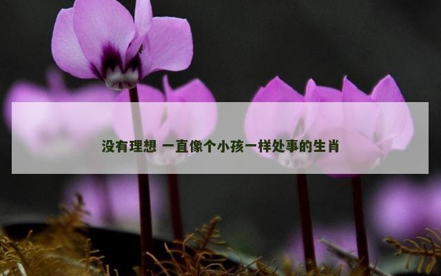 没有理想 一直像个小孩一样处事的生肖