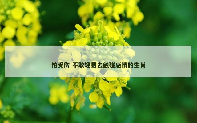 怕受伤 不敢轻易去触碰感情的生肖