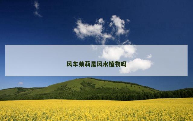 风车茉莉是风水植物吗