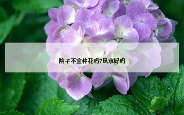 院子不宜种花吗?风水好吗