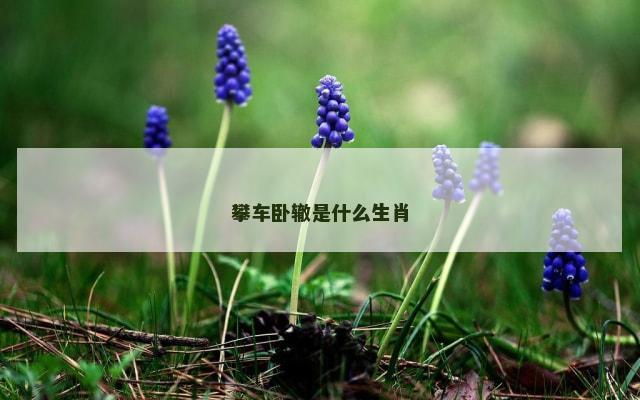 攀车卧辙是什么生肖