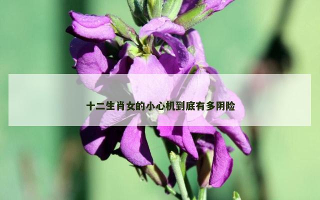 十二生肖女的小心机到底有多阴险