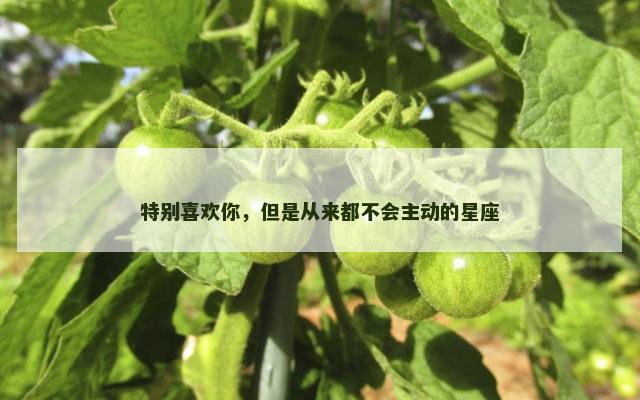 特别喜欢你，但是从来都不会主动的星座