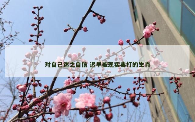 对自己迷之自信 迟早被现实毒打的生肖