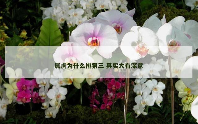 属虎为什么排第三 其实大有深意