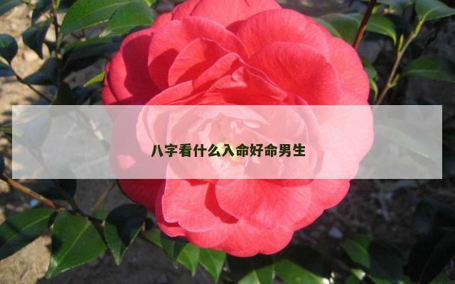 八字看什么入命好命男生