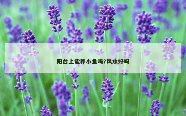阳台上能养小鱼吗?风水好吗