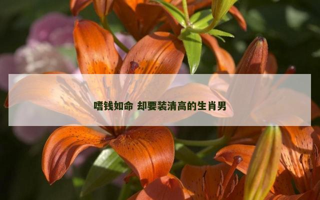 嗜钱如命 却要装清高的生肖男