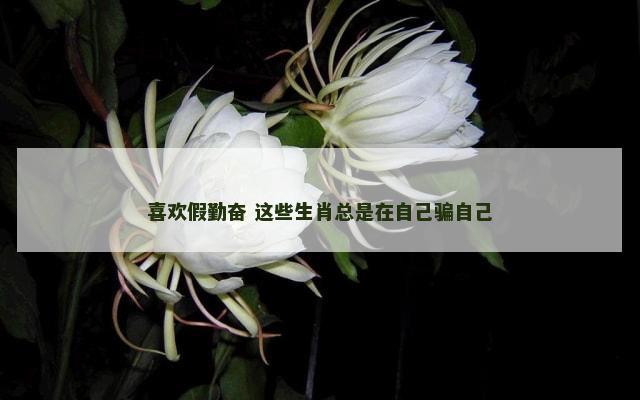 喜欢假勤奋 这些生肖总是在自己骗自己